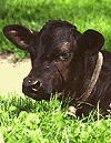 Angus-Kalb