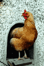Freilaufhuhn